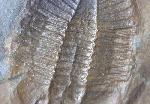 Ogyginus corndensis (MURCHISON 1839) - Bild © FossNet FossilienStore